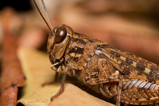 Close view of a brown grasshopper on the dry leafs.