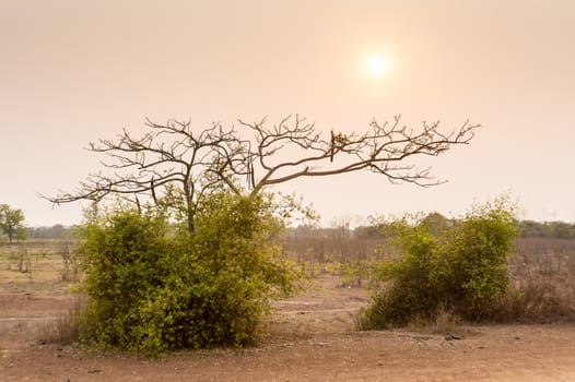 tree in field dry season in thailand sunset time