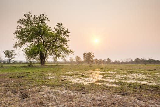 tree in field dry season in thailand sunset time