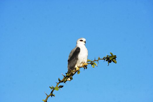 Black-shouldered Kite (Elanus caeruleus) photographed in Kruger National Park.