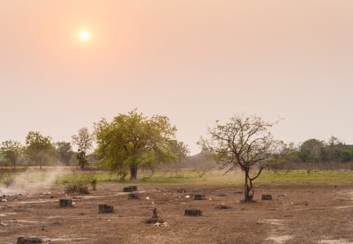 tree in field dry season in thailand sunset time