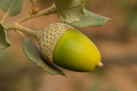 Close up view of an acorn from a quercus type shrub.