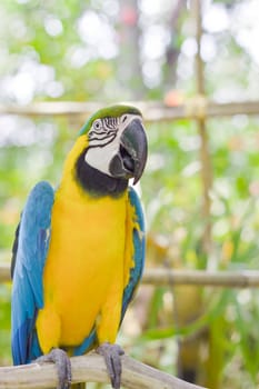 Blue-and-yellow Macaw 