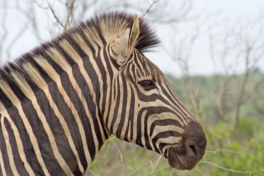 Burchell's or plains Zebra (Equus burchelli) photographed in Kruger National Park South Africa.