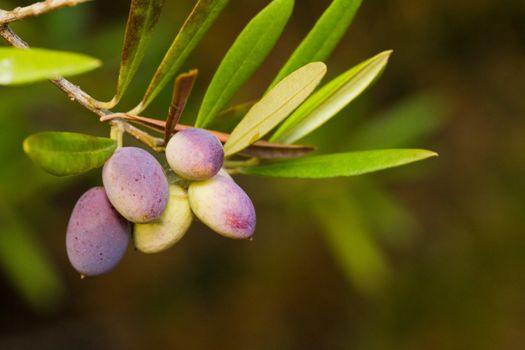 Close up view of an olive branch filled with olives.