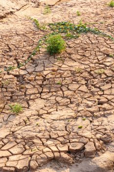 Dry cracked earth , but there is life growing on three thousand waving ,this is travel  look like Grand Canyon  in Ubon Ratchathani , Thailand.