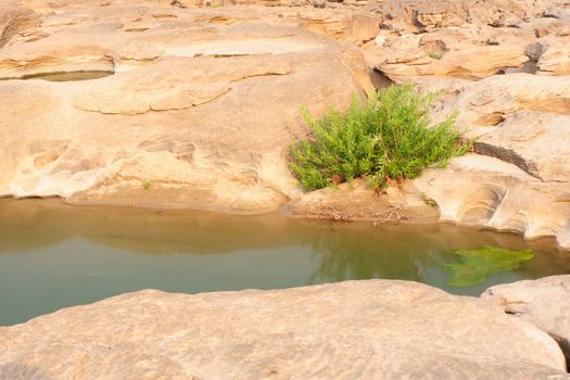 Small tree in the courtyard of sandstone.On three thousand waving ,this is travel  look like Grand Canyon  in Ubon Ratchathani , Thailand. 