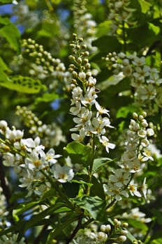 Blossoming bird-cherry tree in spring time