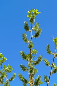 Blossoming branch with catkins on blue sky background