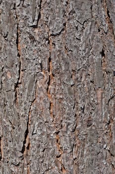 Close up of the texture of pine bark