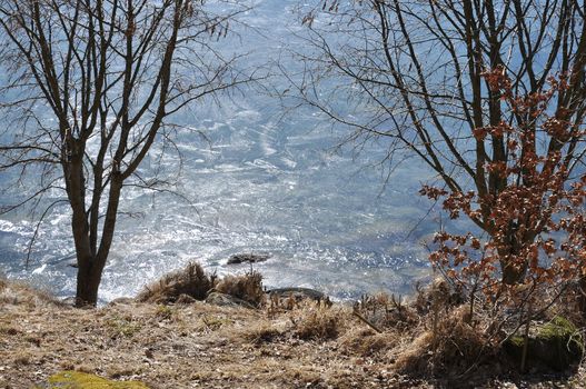Ice water and bare trees in spring