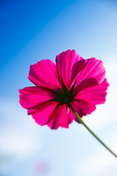 natural fresh flower in natur with nice background