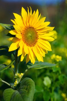 natural fresh flower in natur with nice background