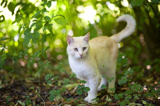 Photo of a race cat