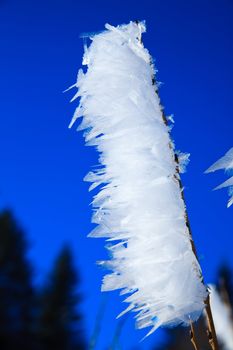 ice on leafe at winter and frost