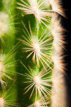 very nice home cactus on black background