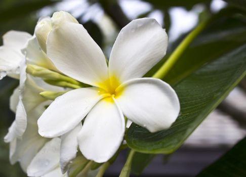 Branch of tropical flowers frangipani (plumeria) for Spa & aromatherapy concept