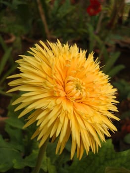 Fresh Flower in the garden                                     