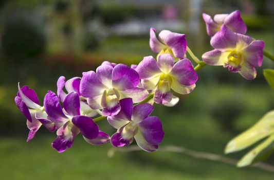 Vibrant purple tropical orchid flower