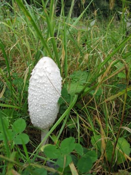 Mushrooms in wood