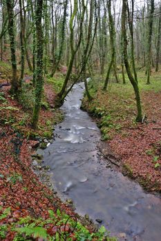 A stream running through a wood in winter. Long exposure has blurred the water.