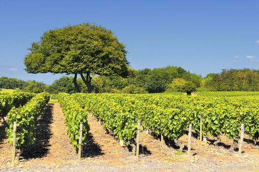 Vineyard in the famous wine making region of Beaujolais, France, during a pleasant summer morning 