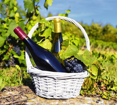 white and red wine in a basket with grapes