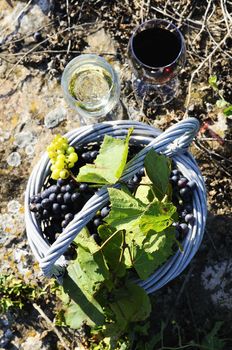 glasses of wine and grappes in basket