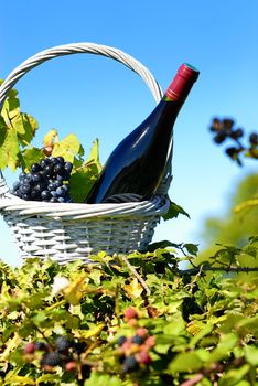 Bottle of red wine and grapes in basket 