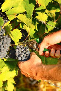 man hands harvesting grapes in french fields