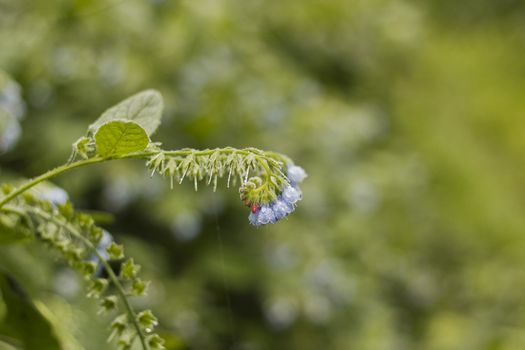 Flowers on a bed with small dewdrops