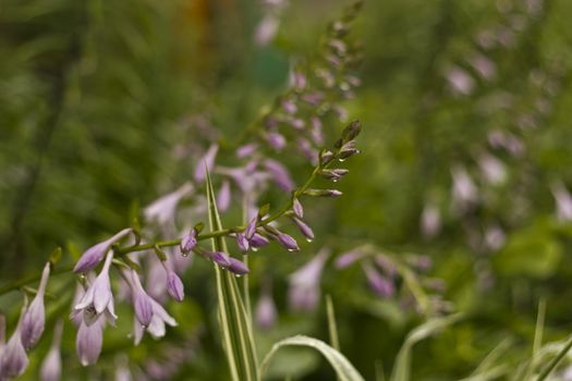 Flowers on a bed with small dewdrops