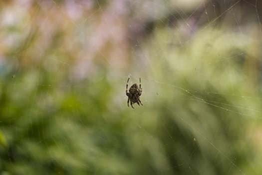 Spider on a web against a green grass