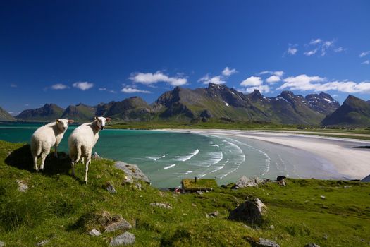 Farm animals on Lofoten islands in Norway