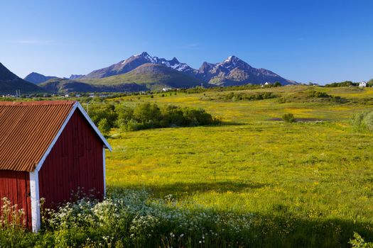 Scenic Lofoten islands in Norway during short summer north of arctic circle with typical red wooden building, dramatic mountain peaks and flowering fields