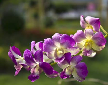 Vibrant purple tropical orchid flower