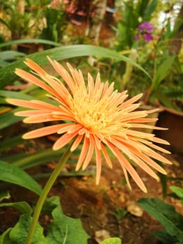 Fresh Flower in the garden                               