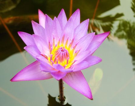 pink lotus in water                            