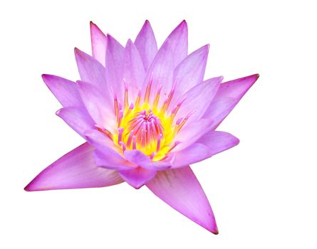 pink lotus in white background                           