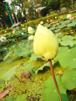 White Lotus in the lagoon                   