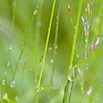 Close-up of dew drops on beautiful straws