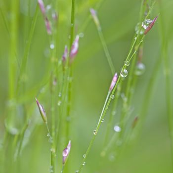 Close-up of dew drops on beautiful straws