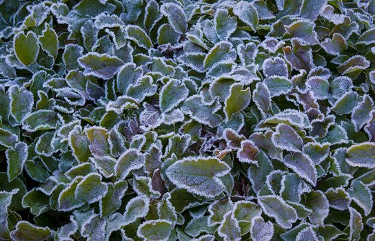 Nice cold winter morning background - Denmark.