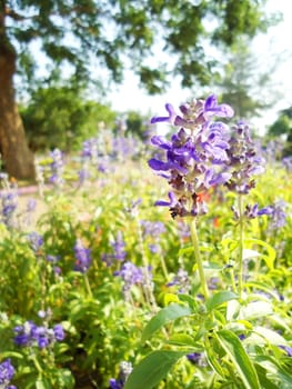 Fresh Flower in the garden                                      