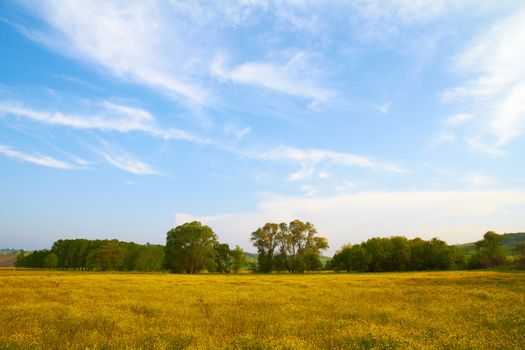 Green trees, blue and clean sky, yellow grass and flowers. Mixture of colors.