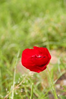 Red flower in front of the greens.