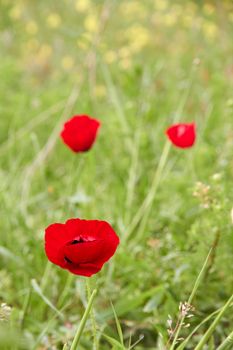 Three red flowers in front of the greens and focused one of them.