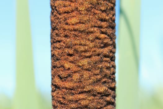 The top part of a stalk of a reed mace on the dim background