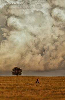 A man goes to a tree standing alone. In the background is a huge cloud.