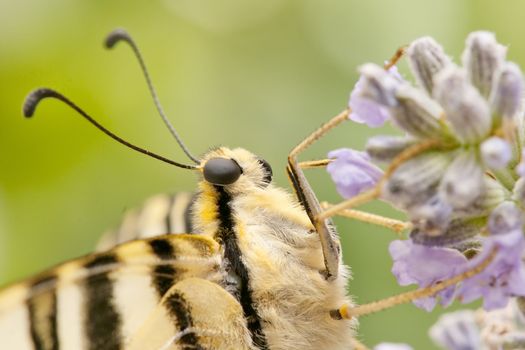  wild butterfly among the flowers of the garden